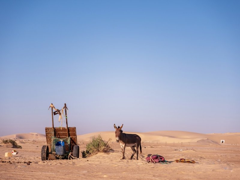 Chasing Thieboudienne and Desert Stars in Mauritania